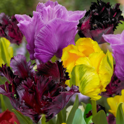 Комплект цибулин тюльпанів Пробудження