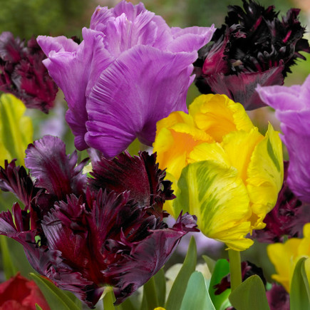 Комплект цибулин тюльпанів Пробудження