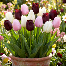 Комплект цибулин тюльпанів Романтичний Париж