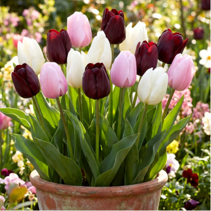 Комплект цибулин тюльпанів Романтичний Париж