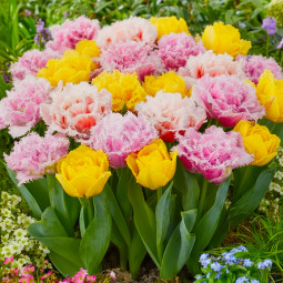 Комплект цибулин тюльпанів Романтичний мікс