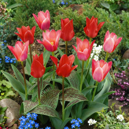 Комплект цибулин тюльпанів Східні барви