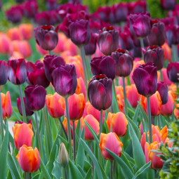 Комплект цибулин тюльпанів Sunset Opera