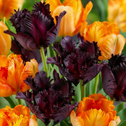 Комплект цибулин тюльпанів Весна Без Гальм