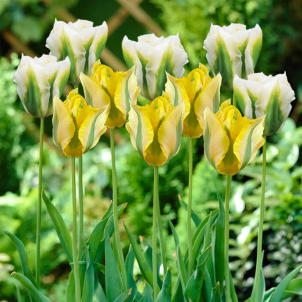 Комплект цибулин тюльпанів Весняна свіжість