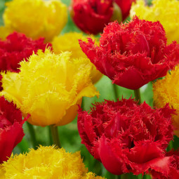 Комплект цибулин тюльпанів Весняний драйв