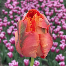 Тюльпан Папуговий Avignon Parrot