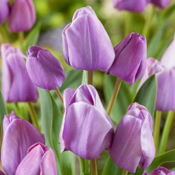 Тюльпан мультифлора Blue Heaven