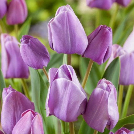 Тюльпан мультифлора Blue Heaven