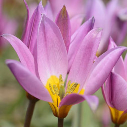 Тюльпан Ботанічний Humilis