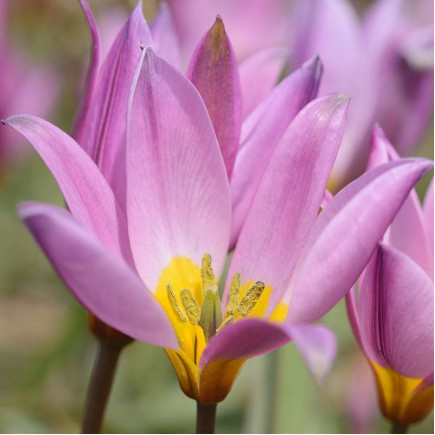 Тюльпан Ботанічний Humilis