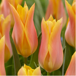 Тюльпан Лілієподібний Marianne