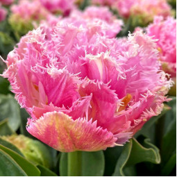 Тюльпан Махровий + Оторочений Perth