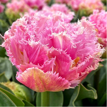 Тюльпан Махровий + Оторочений Perth