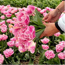 Тюльпан Махровий + Оторочений Perth