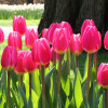 Тюльпан Гібрид Дарвіна Rosy Delight