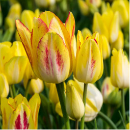 Тюльпан мультифлора Sunshine Club