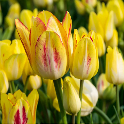 Тюльпан мультифлора Sunshine Club