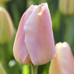 Тюльпан Дарвіна Apricot Pride