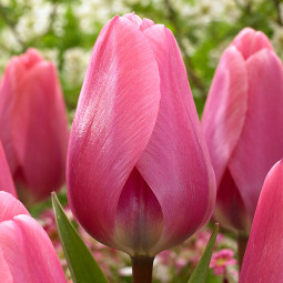 Тюльпан Дарвіна Big Love