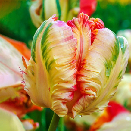 Тюльпан Папуговий Blushing Parrot