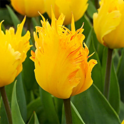 Тюльпан Дарвіна Golden Leo