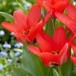 Тюльпан Грейга Job's Memory