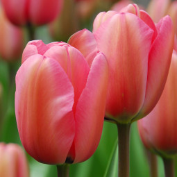 Тюльпан Дарвіна Niigata