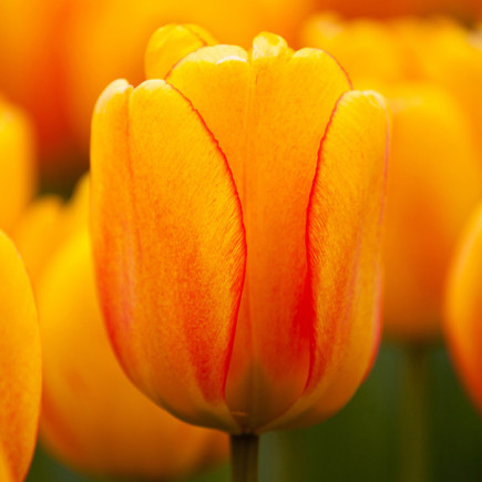 Тюльпан Дарвіна Orange Lion