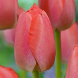 Тюльпан Дарвіна Orange Pride