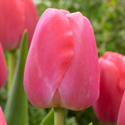 Тюльпан Дарвіна Pink Pride