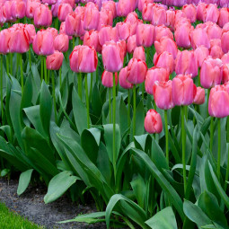 Тюльпан Дарвіна Pink Pride