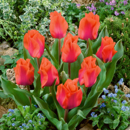 Тюльпан Грейга Portland