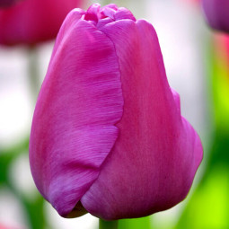 Тюльпан Дарвіна Purple Pride
