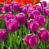 Тюльпан Дарвіна Purple Pride