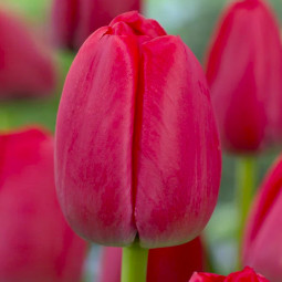 Тюльпан Дарвіна Red Pride