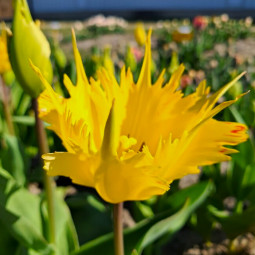 Тюльпан Дарвіна Sunny Leo