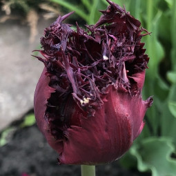 Тюльпан Оторочений Black Jewel