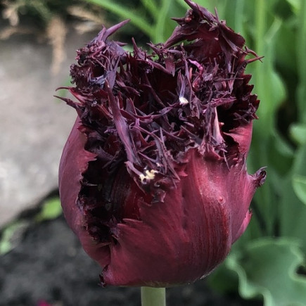 Тюльпан Оторочений Black Jewel
