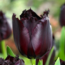 Тюльпан Оторочений Fringed Black