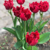 Тюльпан Оторочений Valerij Georgiev