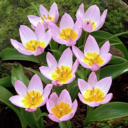 Тюльпан Ботанічний Lilac Wonder