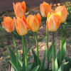 Тюльпан Гібрид Фостера Orange Breeze
