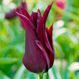 Тюльпан Лілієподібний Burgundy (спецпропозиція)