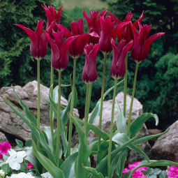 Тюльпан Лілієподібний Burgundy (спецпропозиція)