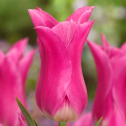 Тюльпан Лілієподібний China Pink