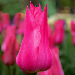 Тюльпан Лілієподібний Lilyrosa