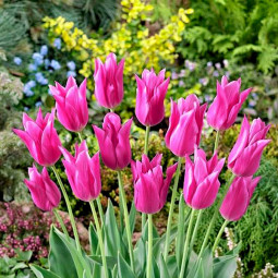 Тюльпан Лілієподібний Lilyrosa