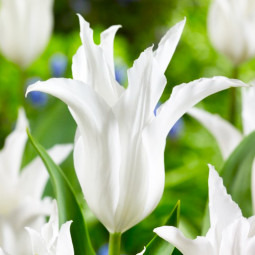 Тюльпан Лілієподібний Chic Lily