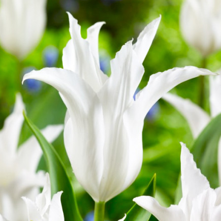 Тюльпан Лілієподібний Chic Lily